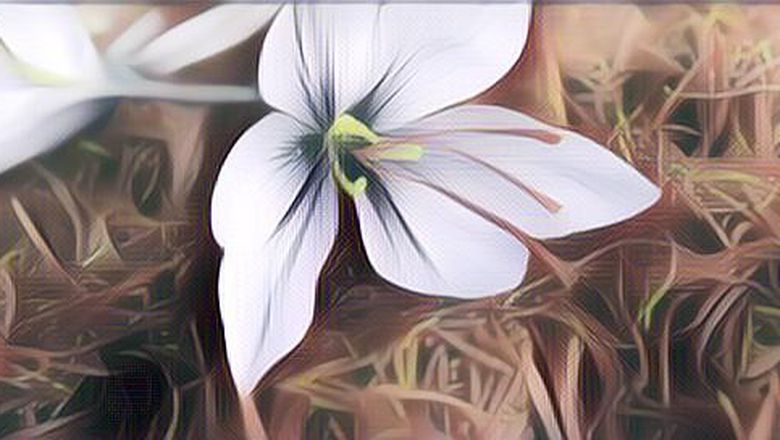 Memiliki Beragam Manfaat Berikut 7 Manfaat Saffron untuk Kesehatan&nbsp;Tubuh