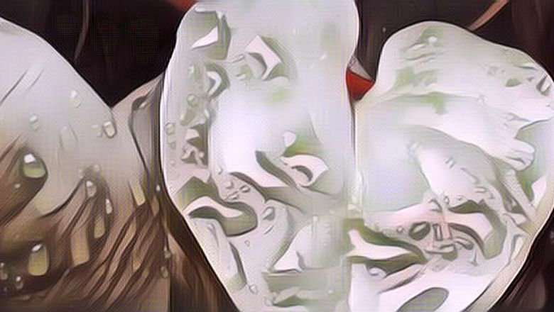 Tak Banyak yang Tahu Berikut 5 Manfaat Daun Binahong untuk&nbsp;Kesehatan