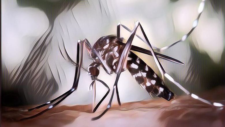 Banyak Nyamuk di Rumah Cobain 8 Cara Ampuh Usir Nyamuk Berikut&nbsp;Ini