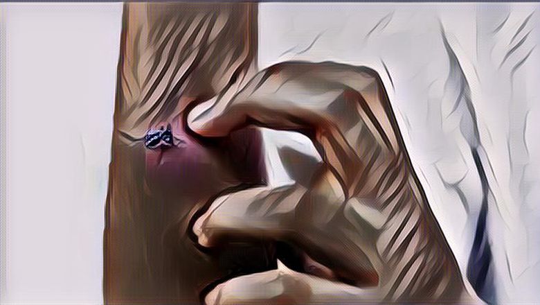 Kenapa Gigitan Nyamuk Bikin Kulit Kita Memerah dan&nbsp;Membengkak