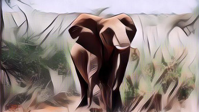 5 Hewan Ini Bisa Berumur Panjang Banget Bahkan Lebih dari 100&nbsp;Tahun