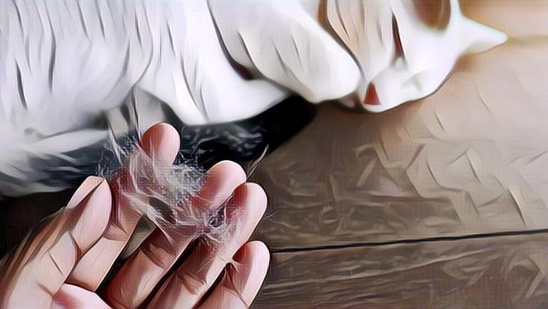 Pawrents Wajib Tahu Berikut 5 Penyebab Kenapa Bulu Kucing Banyak&nbsp;Rontok
